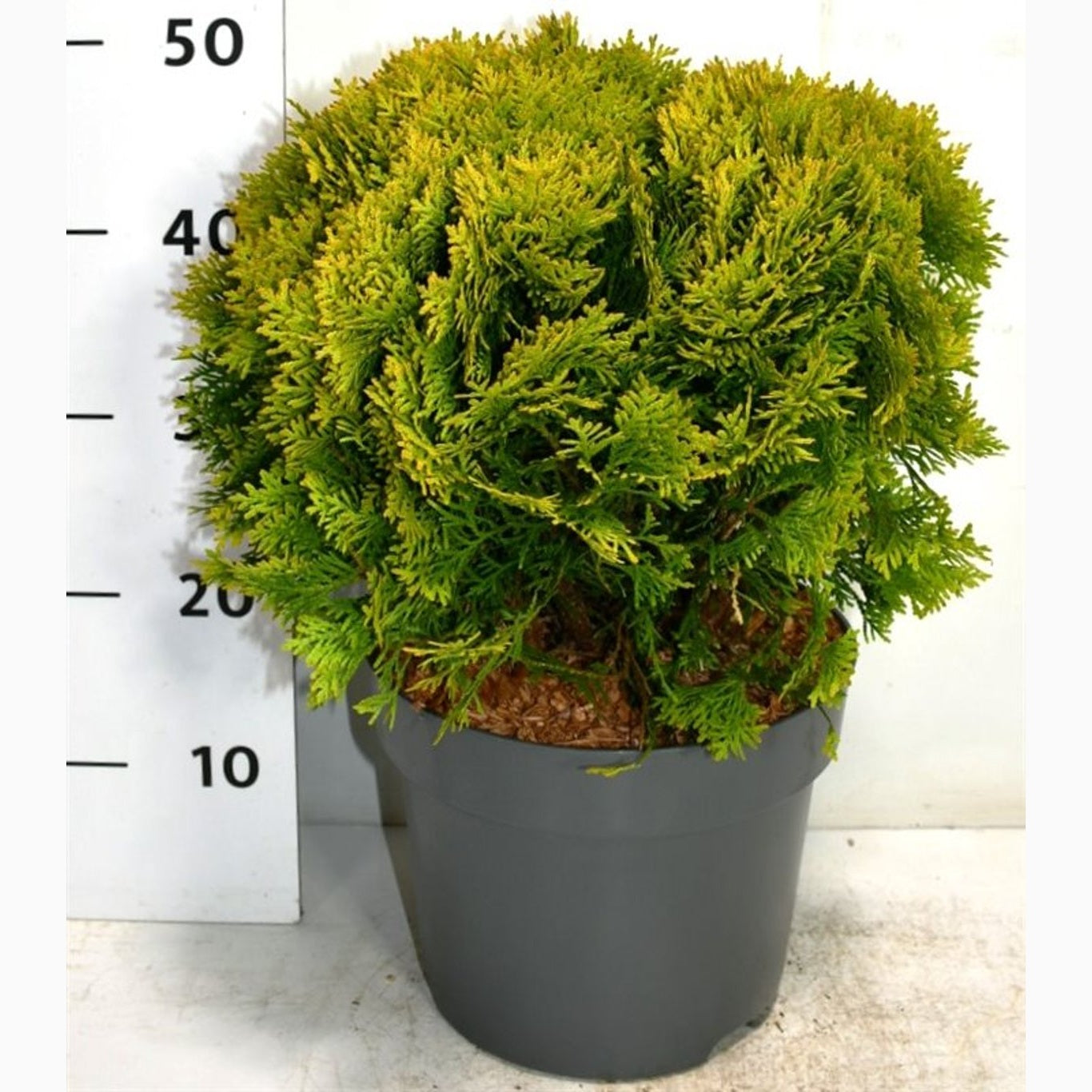 Thuja – Thuja occidentalis 'Mirjam' - C7.5 30-40 CM